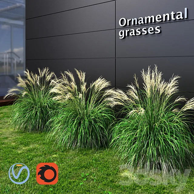 Ornamental grass Miscanthus small 3DSMax File