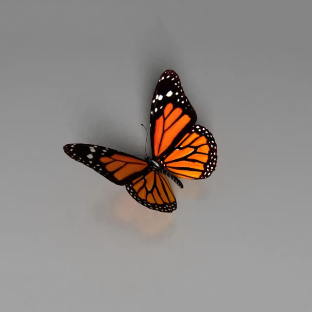 other-models – Butterfly 3ds Max