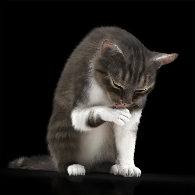 other-models – Cat 5 3ds Max