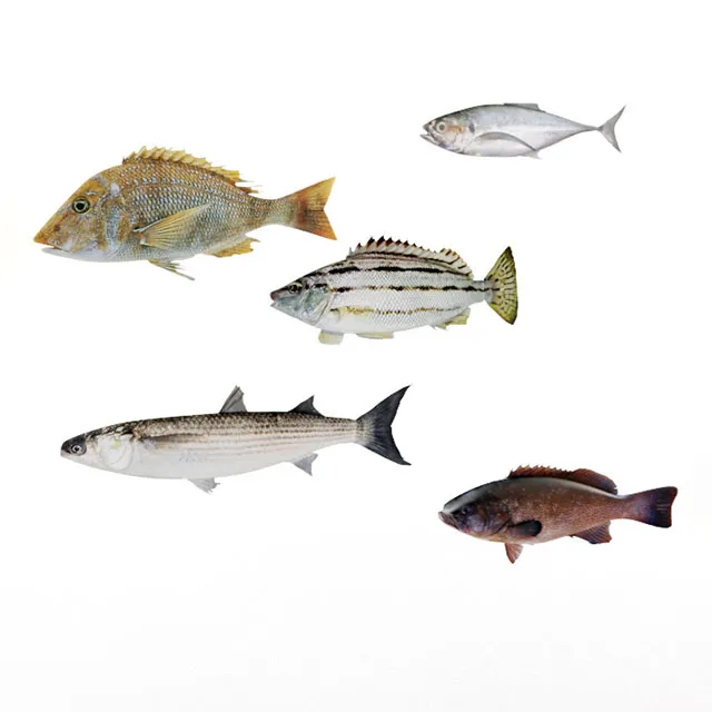 other-models – Fishes 3ds Max