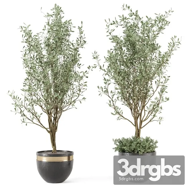 Outdoor bush and tree in rusty concrete pot – set 204