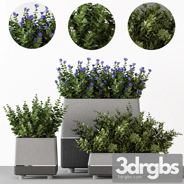 Outdoor Bushes In Concrete Pots 3dsmax Download