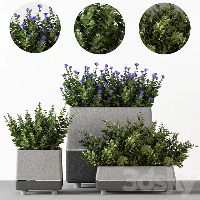 Outdoor-bushes in concrete pots 3DSMax File