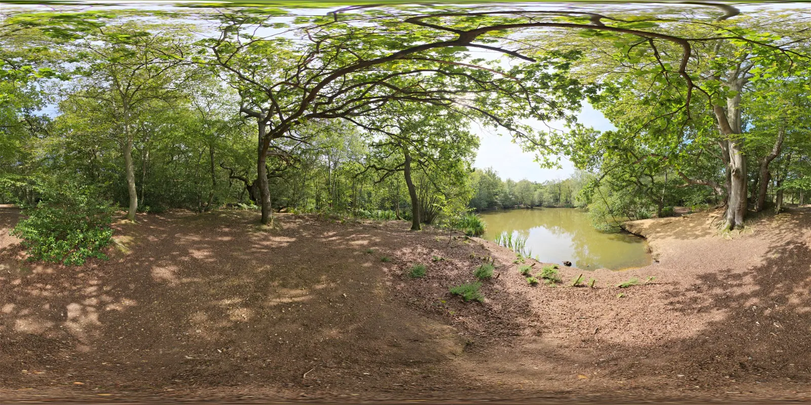 HDRI – Epping Forest 01 – nature