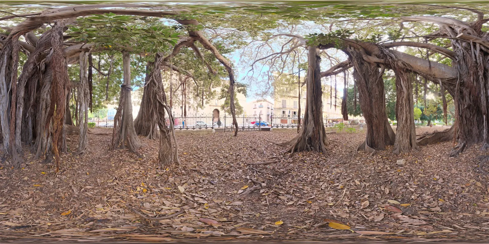 HDRI – Old Tree in City Park – nature