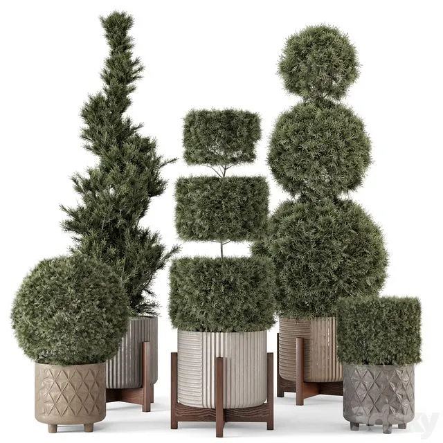 Outdoor Pine Plants in Concrete Pot – Set 522 3dsMax Model