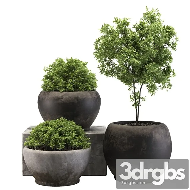 Outdoor Plant 03 3dsmax Download
