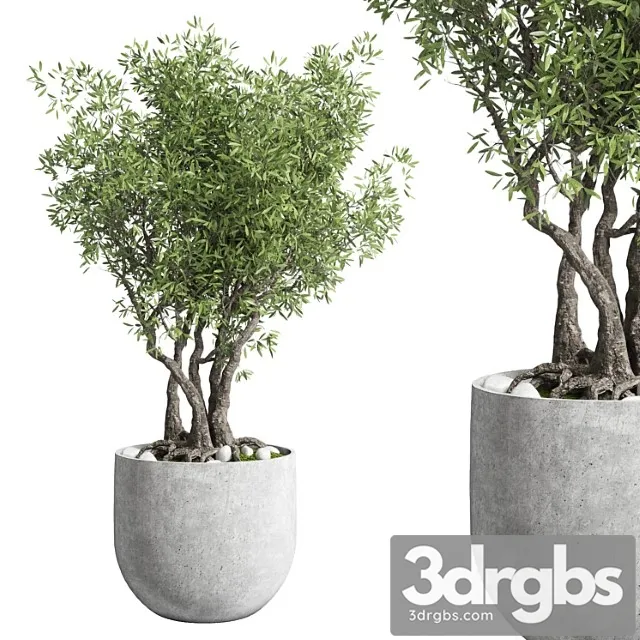 Outdoor Plant 28 Concrete Vase 3dsmax Download