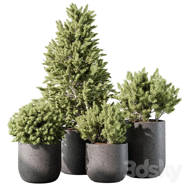 Outdoor Plant 496 – Pine Plants 3DS Max Model