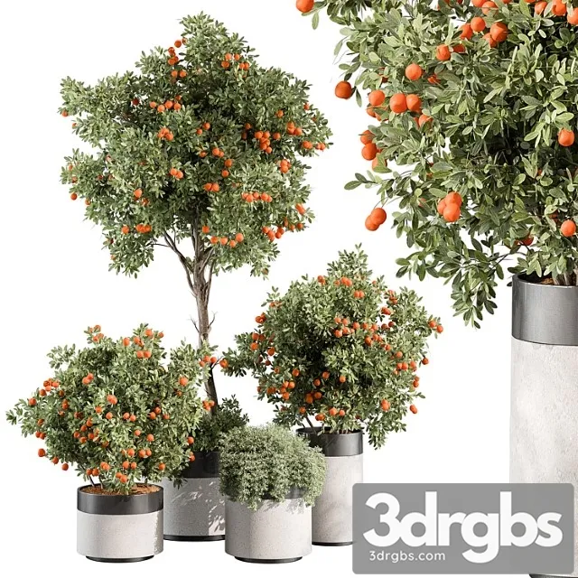 Outdoor Plant 513 Orange Tree 3dsmax Download