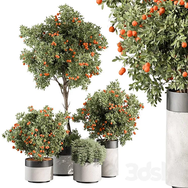 Outdoor Plant 513 – Orange Tree 3DS Max