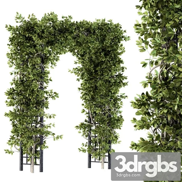 Outdoor plant set 121 – pergola ivy