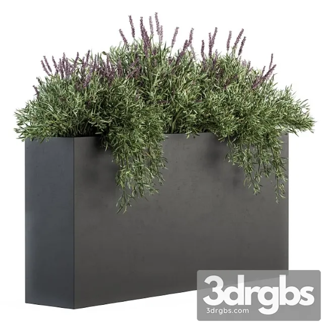 Outdoor plant set 163 – plant box laveneder