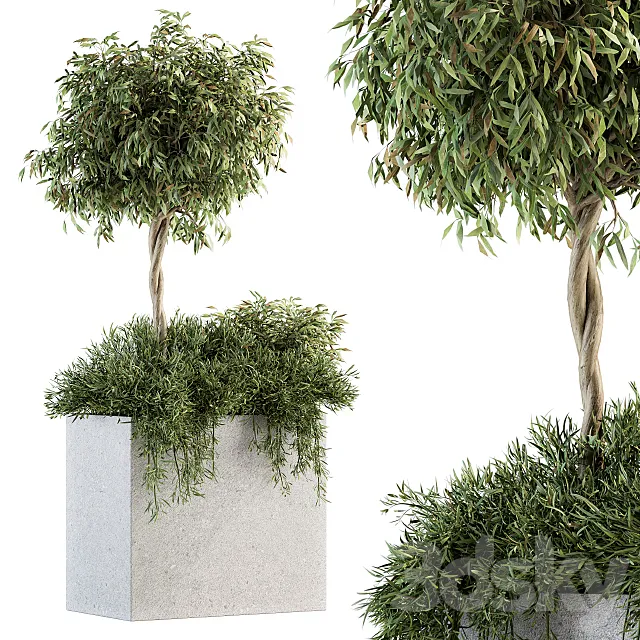 Outdoor Plant Set 172 – Plant Box tree 3DS Max Model