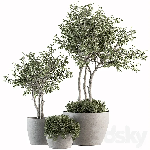 Outdoor Plant Set 182 – Tree Plant in Pot 3DSMax File