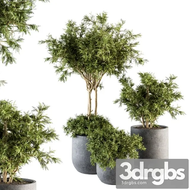 Outdoor plant set 198 – plant and tree in pot