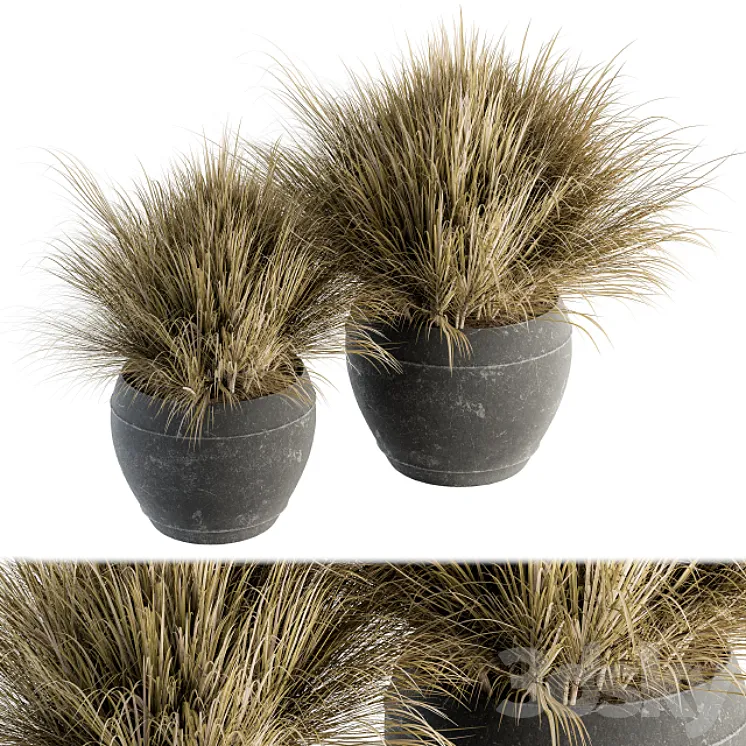 Outdoor Plant Set 204 – Dried Grass in Pot 3DS Max