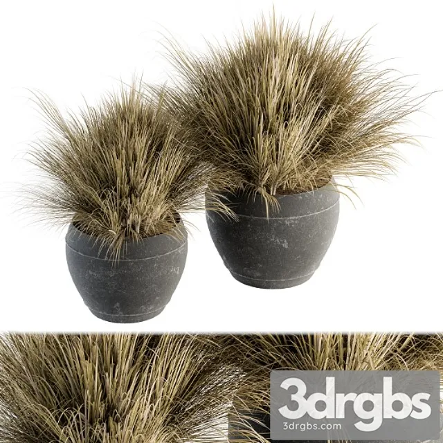 Outdoor plant set 204 – dried grass in pot