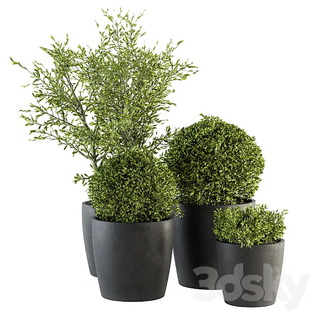 Outdoor Plant Set 209 – Plant and Tree in Pot 3DSMax File