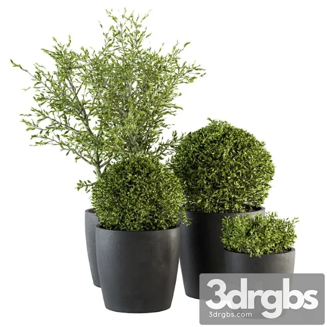 Outdoor plant set 209 – plant and tree in pot