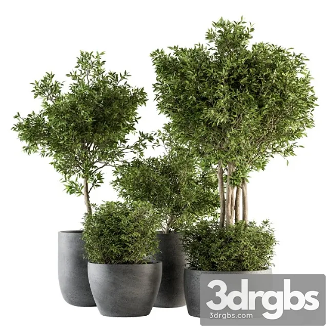 Outdoor plant set 223 – plant in pot set