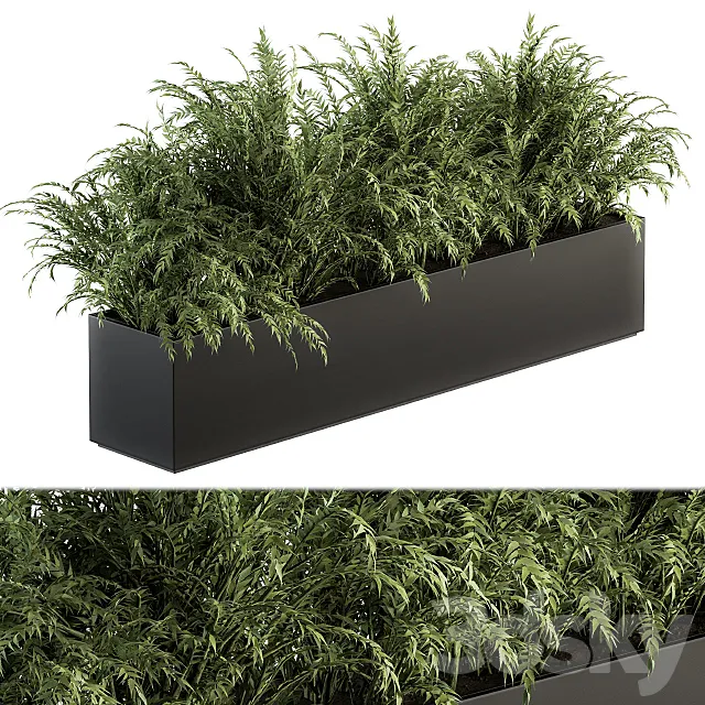 Outdoor Plant Set 232 – Polypodiales in Plant Box 3ds Max