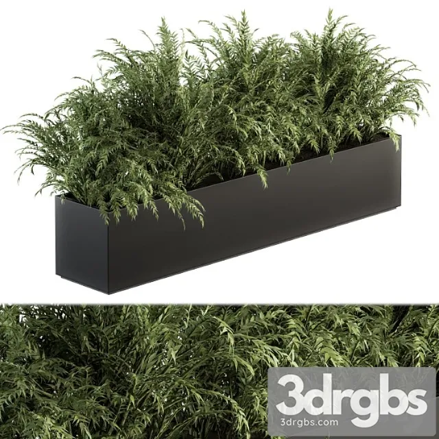 Outdoor plant set 232 – polypodiales in plant box