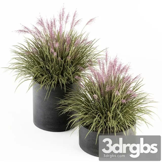 Outdoor plant set 246 – grass in pot