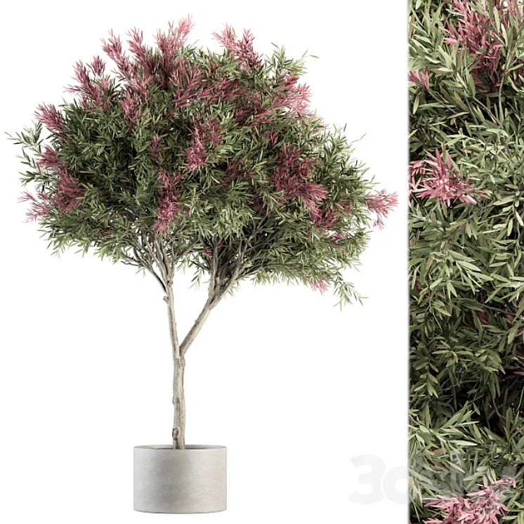 Outdoor Plant Set 265 – Crape Myrtle in Pot 3DS Max Model