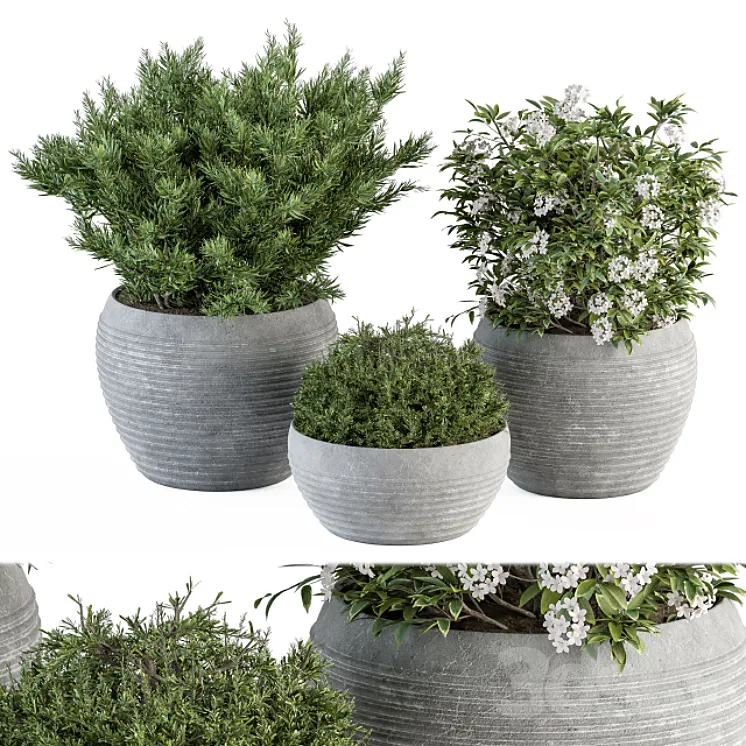 Outdoor Plant Set 301 – Plants in Gray Pot 3DS Max Model