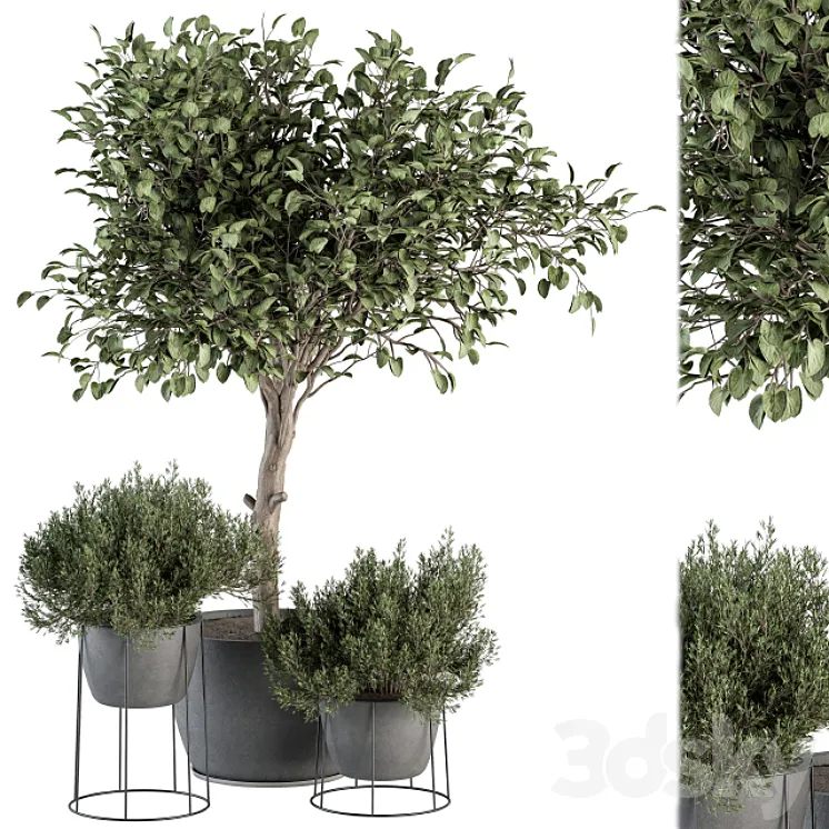 Outdoor Plant Set 323- Plant and Tree Set 3DS Max Model