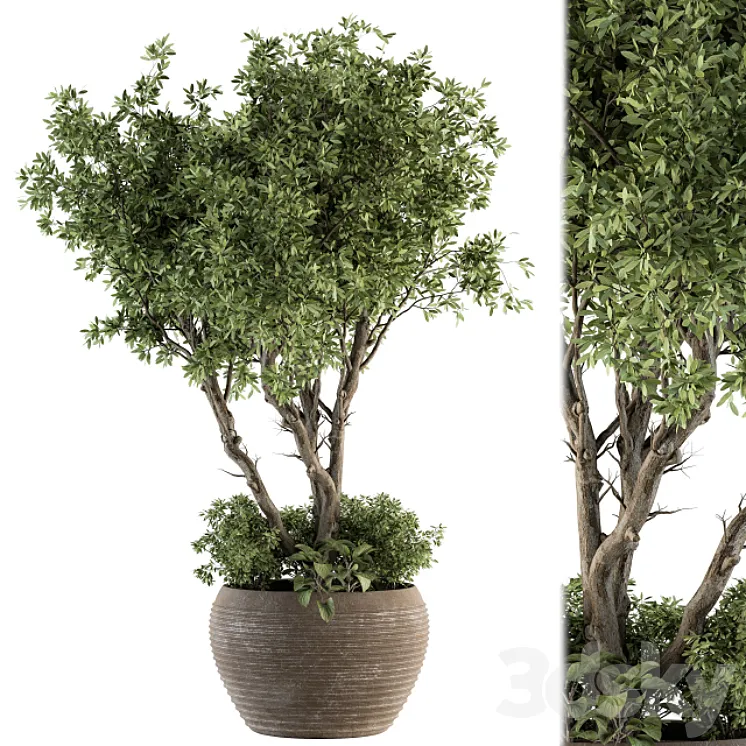 Outdoor Plant Set 327 – Plant Set in Big Pot 3DS Max Model