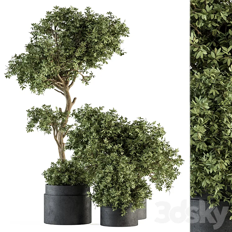 Outdoor Plant Set 373 – Plant Set in Concrete Pot 3DS Max Model