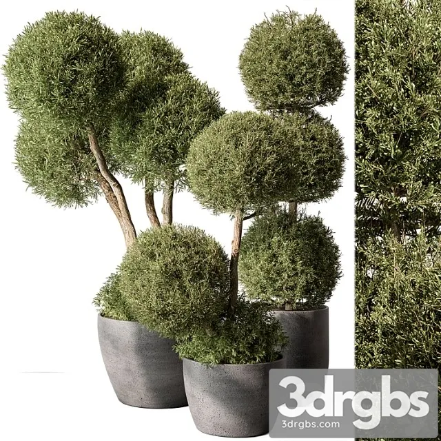 Outdoor Plant Set 414 Topiary Ball Plant in Pot 3dsmax Download