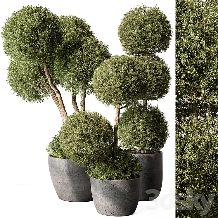 Outdoor Plant Set 414 – Topiary Ball Plant in Pot (Vray) 3DS Max
