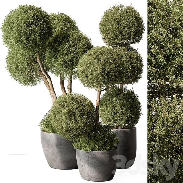 Outdoor Plant Set 414 – Topiary Ball Plant in Pot (Vray) 3DSMax File