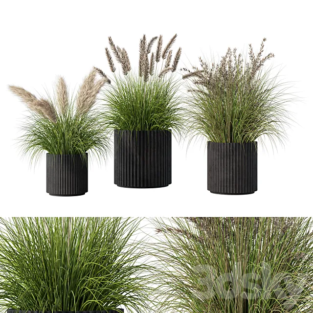 Outdoor Plant Set.64 3dsMax Model