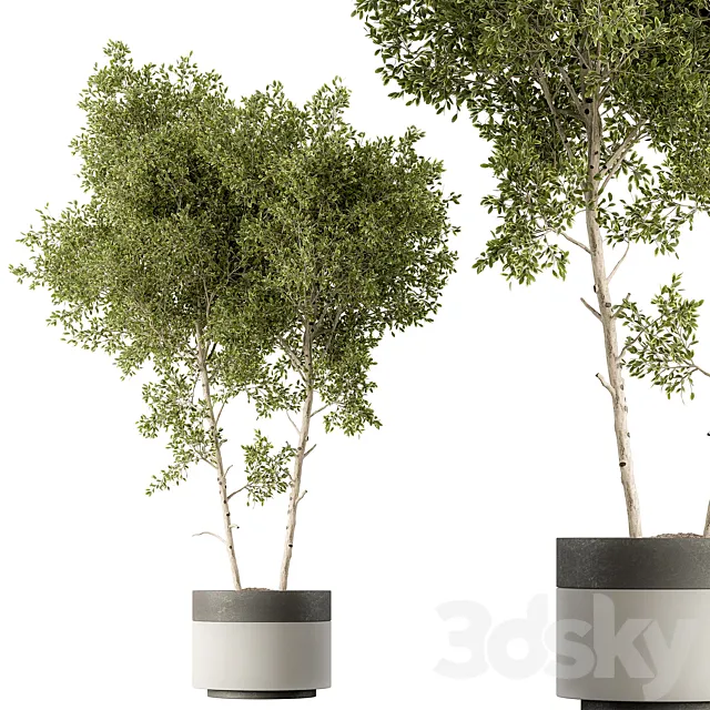 Outdoor Plants 472 – Tree in Pot 3ds Max