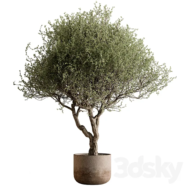 Outdoor Plants 594 – Tree in Pot 3ds Max