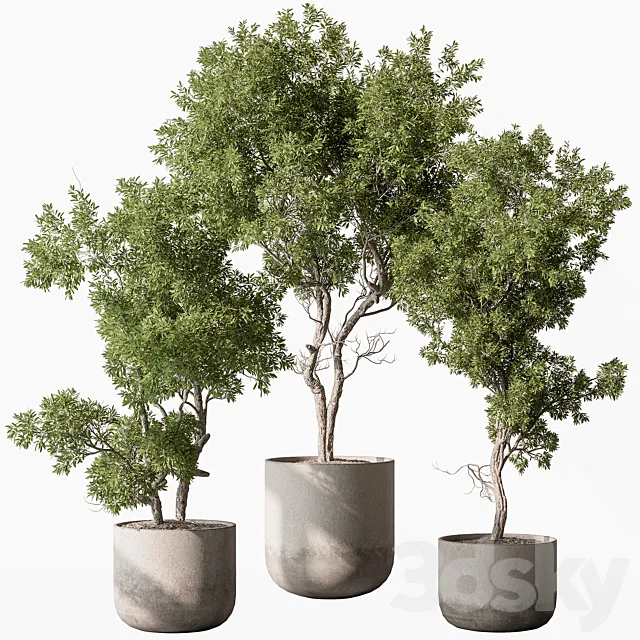 Outdoor Plants 627 – Tree in Pot 3ds Max