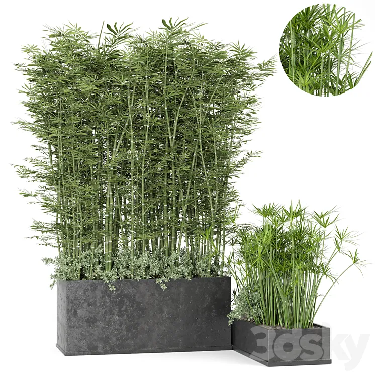 Outdoor Plants Bamboo in rusty Concrete Pot -Set 246 3DS Max Model