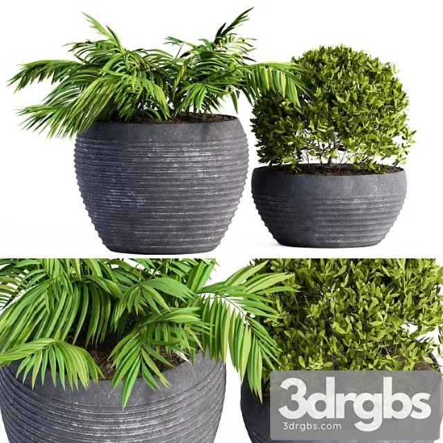 Outdoor Plants Black Pot 3dsmax Download