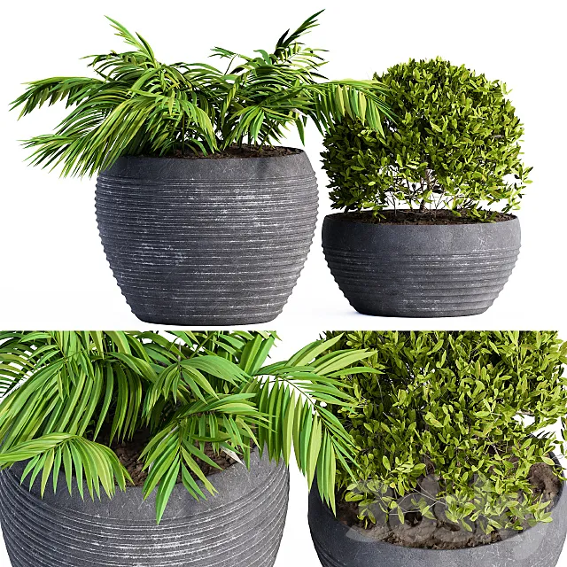 Outdoor Plants Black Pot 3ds Max