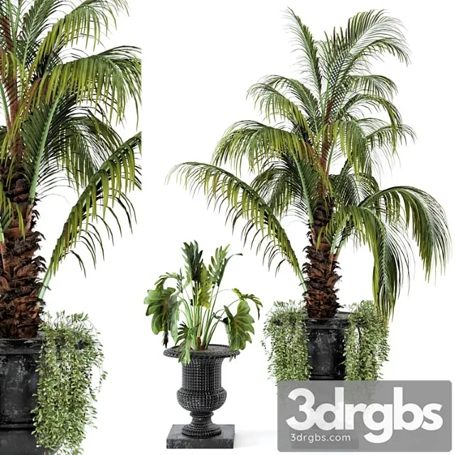 Outdoor plants bush and tree in rusty concrete pot – set 26
