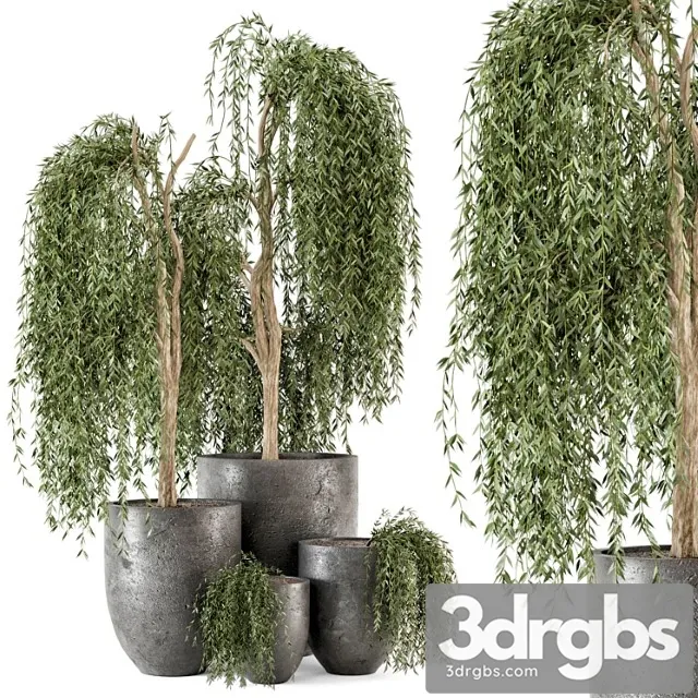 Outdoor plants bush and tree in rusty dark concrete pot – set 52