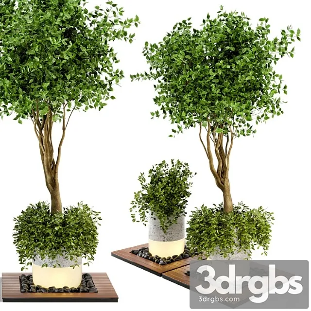 Outdoor plants bush & tree combination of wood & concrete pot – garden set 45