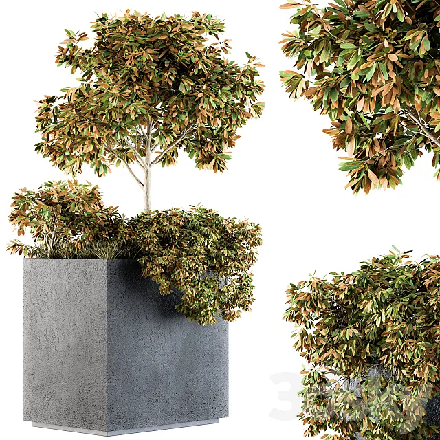 Outdoor Plants in Concrete Plant Box – Set 98 3DS Max Model