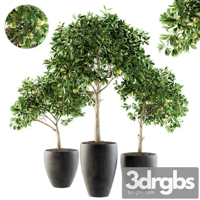 Outdoor plants lemon tree – set 97