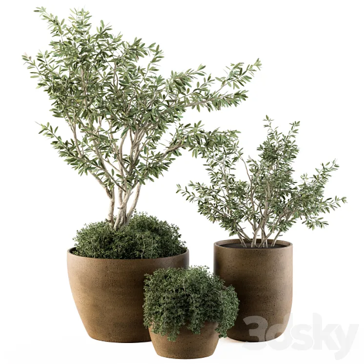 Outdoor Plants Olive – Set 79 3DS Max