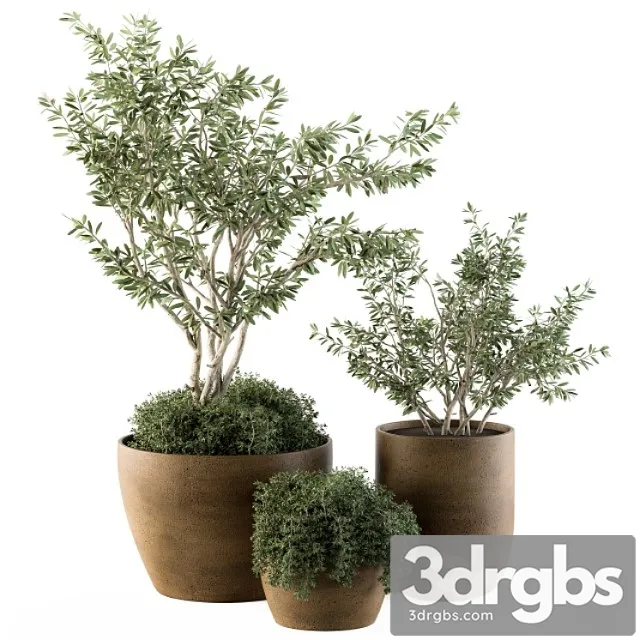 Outdoor plants olive – set 79